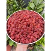 Mứt Chùm Ruột Xốc Muối Ớt 250g - Thức ăn vặt trái cây sấy dẻo ngon giá 28.000 VND 7