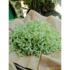 Mứt dừa bánh tẻ sợi bào mỏng giao màu ngẫu nhiên - Giá chỉ 69.000 VND, giảm sâu so với 89.010 VND 3
