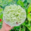 Mứt Dừa Bến Tre miếng bào mỏng béo ít đường, vựa khô Minh Trí - Giá chỉ 99.000đ 4