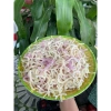 Mứt dừa non 300gr - Vặt ngọt vừa, béo nguậy, ít đường, không hoá chất - Giá 80.750₫