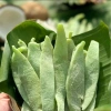Mứt Dừa Non Dẻo ít ngọt 250-500gr Vị Lá Dứa & Sữa Dừa - Thơm Béo, Siêu Ngon, 198k 4