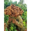 Mứt gừng nhà làm 500g - ít cay, vị ngọt tự nhiên, giảm giá 40.000đ 3