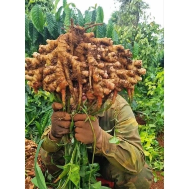 Mứt gừng nhà làm 500g - ít cay, vị ngọt tự nhiên, giảm giá 40.000đ