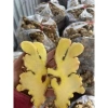Mứt gừng nhà làm 500g - ít cay, vị ngọt tự nhiên, giảm giá 40.000đ 4