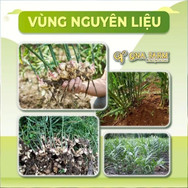 Mứt gừng viên Xứ Tiên gừng sẻ núi đường mía hữu cơ 500g Giá chỉ 50.000 VNĐ 7 Mứt gừng viên Xứ Tiên gừng sẻ núi đường mía hữu cơ 500g Giá chỉ 50.000 VNĐ 7