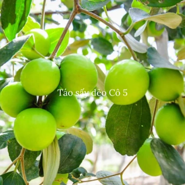 Mứt táo sấy dẻo không hạt Cô 5 250g: táo Ninh Thuận ít đường, giá chỉ 56.250₫ 6