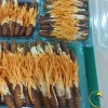 Nấm đông trùng hạ thảo nguyên con sấy khô Thăng Hoa Huy Cương - ký chủ nhộng tằm, pha trà, ngâm rượu, ngâm mật ong, chỉ 165k