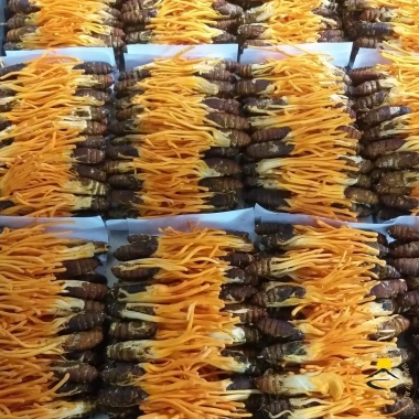 Nấm đông trùng hạ thảo nguyên con sấy khô Thăng Hoa Huy Cương - ký chủ nhộng tằm, pha trà, ngâm rượu, ngâm mật ong, chỉ 165k 5