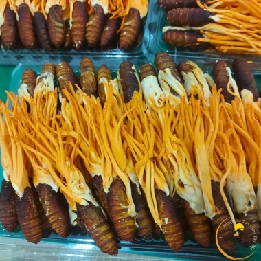 Nấm đông trùng hạ thảo nguyên con sấy khô Thăng Hoa Huy Cương - ký chủ nhộng tằm, pha trà, ngâm rượu, ngâm mật ong, chỉ 165k 8