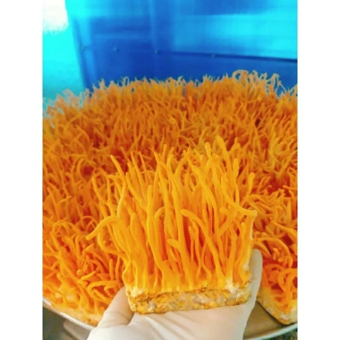 Nấm Đông Trùng Hạ Thảo TLD Sấy Thăng Hoa 12-25-50g - Hữu Cơ 100% - Dược Chất Cao - Giá Ưu Đãi 65,000 VND