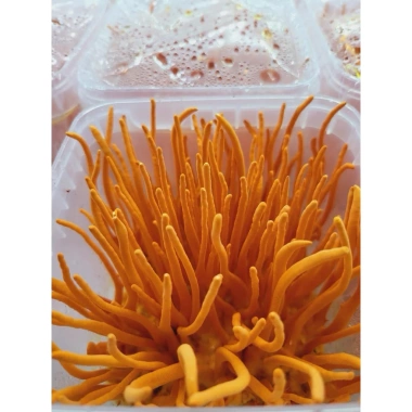 Nấm đông trùng hạ thảo tươi Tâm Việt 150g - Giá chỉ 61.211đ, giảm tới 22% cho sức khỏe tối ưu