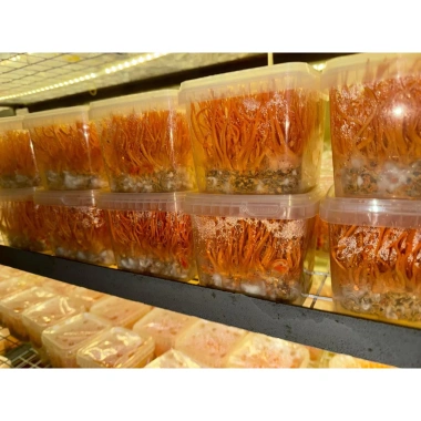 Nấm đông trùng hạ thảo tươi Tâm Việt 150g - Giá chỉ 61.211đ, giảm tới 22% cho sức khỏe tối ưu 5 Nấm đông trùng hạ thảo tươi Tâm Việt 150g - Giá chỉ 61.211đ, giảm tới 22% cho sức khỏe tối ưu 5