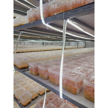 Nấm đông trùng hạ thảo tươi Tâm Việt 150g - Giá chỉ 61.211đ, giảm tới 22% cho sức khỏe tối ưu