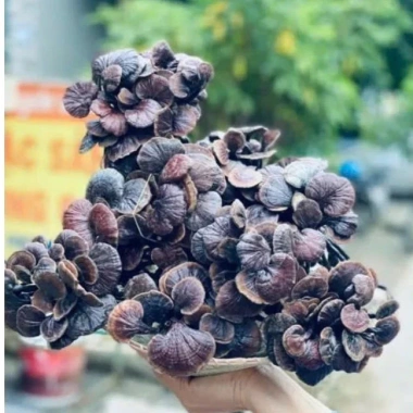 Nấm Lim Xanh, Linh Chi Cổ Cò Tây Bắc, Nấm Linh Chi Đỏ, Sừng Hươu - Giá ưu đãi 1,25 Triệu 2 Nấm Lim Xanh, Linh Chi Cổ Cò Tây Bắc, Nấm Linh Chi Đỏ, Sừng Hươu - Giá ưu đãi 1,25 Triệu 2