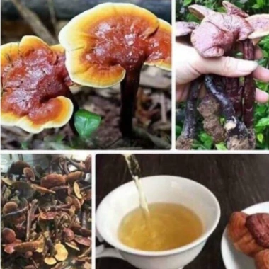 Nấm Lim Xanh, Linh Chi Cổ Cò Tây Bắc, Nấm Linh Chi Đỏ, Sừng Hươu - Giá ưu đãi 1,25 Triệu 4 Nấm Lim Xanh, Linh Chi Cổ Cò Tây Bắc, Nấm Linh Chi Đỏ, Sừng Hươu - Giá ưu đãi 1,25 Triệu 4