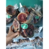Nấm Lim Xanh, Linh Chi Cổ Cò Tây Bắc, Nấm Linh Chi Đỏ, Sừng Hươu - Giá ưu đãi 1,25 Triệu 5