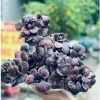 Nấm Lim Xanh, Linh Chi Cổ Cò Tây Bắc, Nấm Linh Chi Đỏ, Sừng Hươu - Giá ưu đãi 1,25 Triệu 6