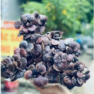 Nấm Lim Xanh, Linh Chi Cổ Cò Tây Bắc, Nấm Linh Chi Đỏ, Sừng Hươu - Giá ưu đãi 1,25 Triệu