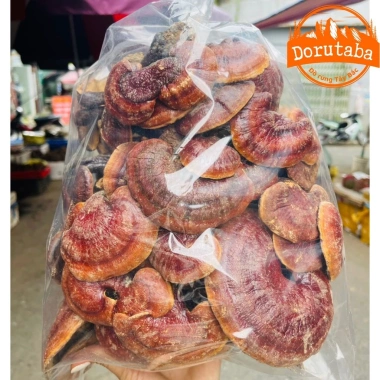 Nấm lim xanh rừng Tây Bắc, linh chi đỏ, sừng hươu - Đồ ngâm rượu 280k giảm giá