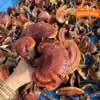 Nấm lim xanh rừng Tây Bắc, linh chi đỏ, sừng hươu - Đồ ngâm rượu 280k giảm giá 3