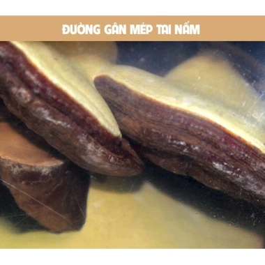 Nấm linh chi bao tử Hàn Quốc 1kg - Túi 1kg Giá ưu đãi 619.000, giảm đến 130.000 6