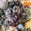 Nấm linh chi cổ cò rừng Tây Bắc 200g-1kg Đỏ, sừng hươu, lim xanh, giảm 22% còn 385k 4