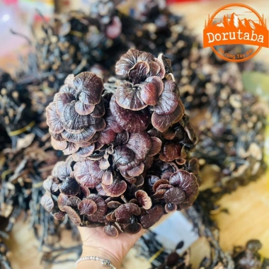 Nấm linh chi cổ cò rừng Tây Bắc 200g-1kg Đỏ, sừng hươu, lim xanh, giảm 22% còn 385k
