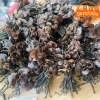 Nấm linh chi cổ cò rừng Tây Bắc 200g-1kg Đỏ, sừng hươu, lim xanh, giảm 22% còn 385k 7