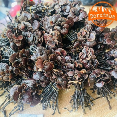 Nấm linh chi cổ cò rừng Tây Bắc 200g-1kg Đỏ, sừng hươu, lim xanh, giảm 22% còn 385k 7 Nấm linh chi cổ cò rừng Tây Bắc 200g-1kg Đỏ, sừng hươu, lim xanh, giảm 22% còn 385k 7