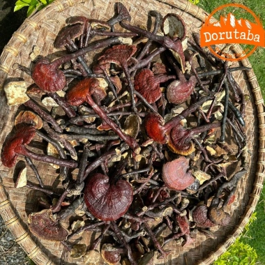 Nấm linh chi cổ cò rừng Tây Bắc 200g-1kg Đỏ, sừng hươu, lim xanh, giảm 22% còn 385k