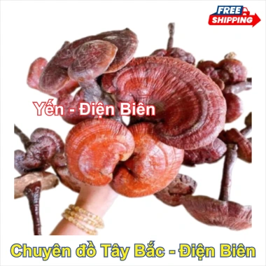 Nấm Linh Chi Đỏ 1kg - Thảo Dược Bồi Bổ Sức Khỏe, Tăng Đề Kháng, An Thần, Giảm Giá 250k