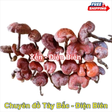 Nấm Linh Chi Đỏ 1kg - Thảo Dược Bồi Bổ Sức Khỏe, Tăng Đề Kháng, An Thần, Giảm Giá 250k