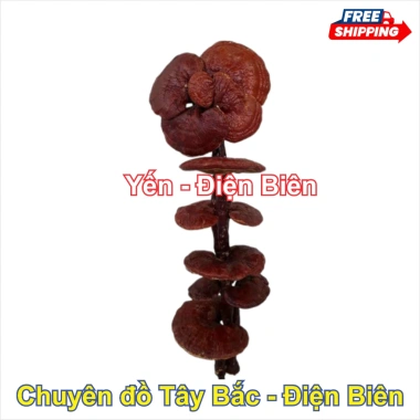 Nấm Linh Chi Đỏ 1kg - Thảo Dược Bồi Bổ Sức Khỏe, Tăng Đề Kháng, An Thần, Giảm Giá 250k