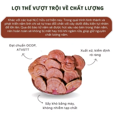 Nấm Linh Chi Đỏ 200g Trải Nghiệm Từ Rừng HTX Núi Cờ - Giá Ưu Đãi 450.000 VND 6 Nấm Linh Chi Đỏ 200g Trải Nghiệm Từ Rừng HTX Núi Cờ - Giá Ưu Đãi 450.000 VND 6
