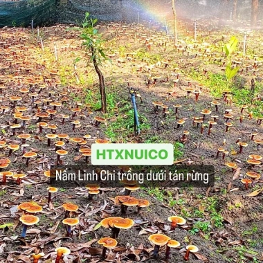 Nấm Linh Chi Đỏ 200g Trải Nghiệm Từ Rừng HTX Núi Cờ - Giá Ưu Đãi 450.000 VND