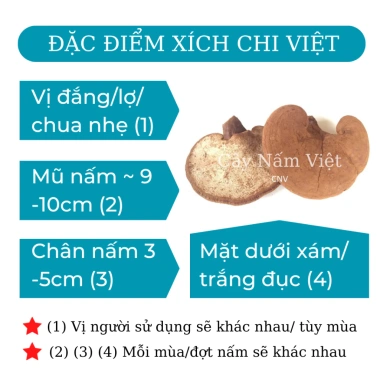 Nấm linh chi đỏ cao cấp 500g CNV Việt Nam - Tăng sức đề kháng, hỗ trợ sức khỏe, giá ưu đãi 330.000 VND