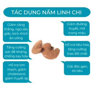 Nấm linh chi đỏ cao cấp 500g CNV Việt Nam - Tăng sức đề kháng, hỗ trợ sức khỏe, giá ưu đãi 330.000 VND