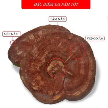 Nấm linh chi Đỏ dạng khay - Hỗ trợ kiểm soát tiểu đường, giá ưu đãi 739.000 VND