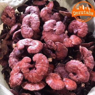 Nấm linh chi đỏ khô rừng Tây Bắc thu hái tự nhiên – Thảo dược quý, kèm sừng hươu, nấm lim xanh, giá 190.000đ