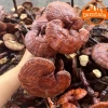 Nấm linh chi đỏ khô rừng Tây Bắc thu hái tự nhiên – Thảo dược quý, kèm sừng hươu, nấm lim xanh, giá 190.000đ 3
