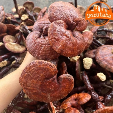 Nấm linh chi đỏ khô rừng Tây Bắc thu hái tự nhiên – Thảo dược quý, kèm sừng hươu, nấm lim xanh, giá 190.000đ