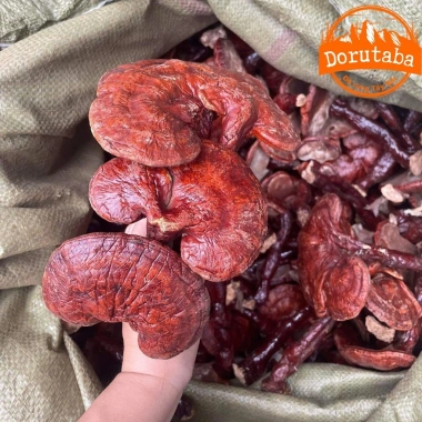 Nấm linh chi đỏ khô rừng Tây Bắc thu hái tự nhiên – Thảo dược quý, kèm sừng hươu, nấm lim xanh, giá 190.000đ