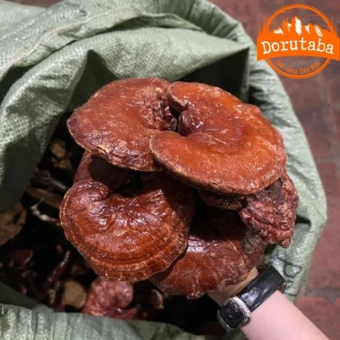 Nấm linh chi đỏ khô rừng Tây Bắc thu hái tự nhiên – Thảo dược quý, kèm sừng hươu, nấm lim xanh, giá 190.000đ