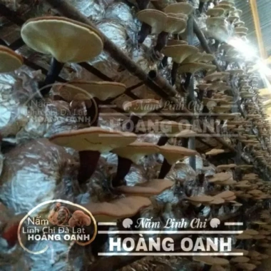 Nấm Linh Chi Đỏ nguyên bào tử 500g - Hồng Chi Đà Lạt giá ưu đãi 310.000 VND 4