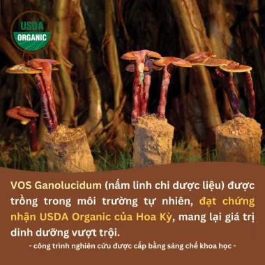 Nấm Linh Chi Khô Ganolucidum - Tăng Miễn Dịch, Giảm Stress, Ngủ Ngon, Giá 191k 7