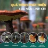 Nấm Linh Chi Khô Ganolucidum - Tăng Miễn Dịch, Giảm Stress, Ngủ Ngon, Giá 191k 8