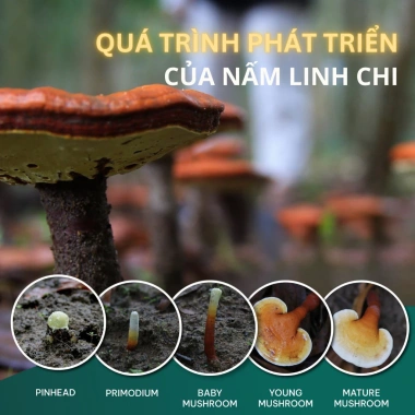 Nấm Linh Chi Khô Ganolucidum - Tăng Miễn Dịch, Giảm Stress, Ngủ Ngon, Giá 191k 8