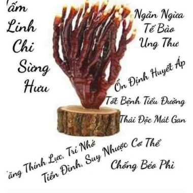 Nấm linh chi sừng hươu ngâm rượu - Nước uống tăng sức đề kháng, giảm còn 200.000 VND (giá gốc 242.000 VND)
