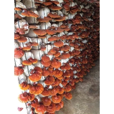 Nấm linh chi thái lát 100g - Học viện Nông nghiệp VN - Giá ưu đãi 170.000đ 2