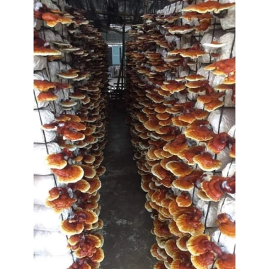 Nấm linh chi thái lát 100g - Học viện Nông nghiệp VN - Giá ưu đãi 170.000đ 3